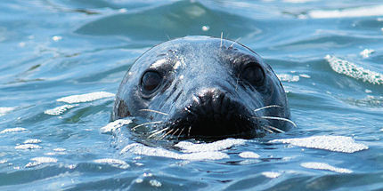 Get up close and personal to local seals